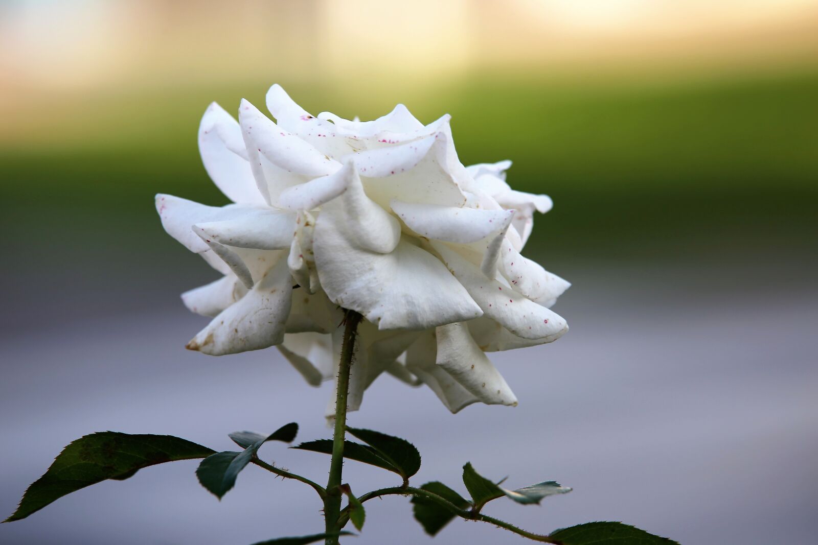 Tamron 70-210mm F4 Di VC USD sample photo. White rose, flower, petals photography