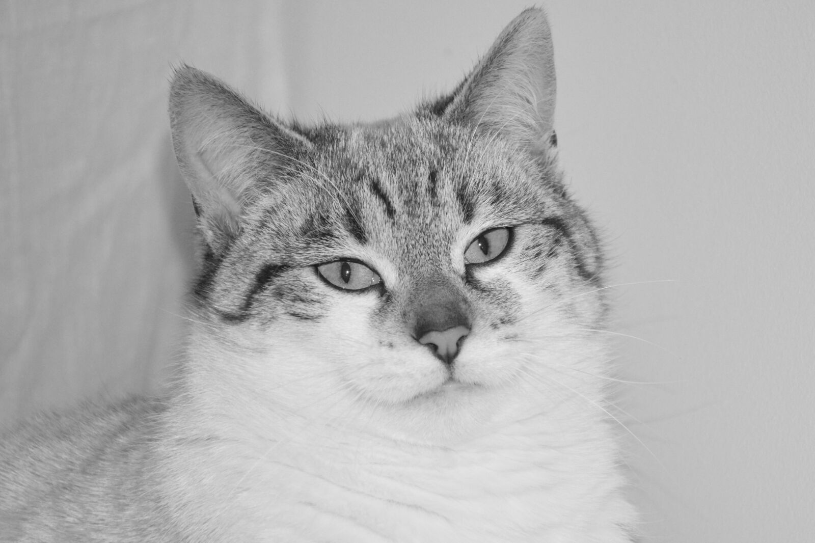 Nikon D5200 sample photo. Cat, black and white photography