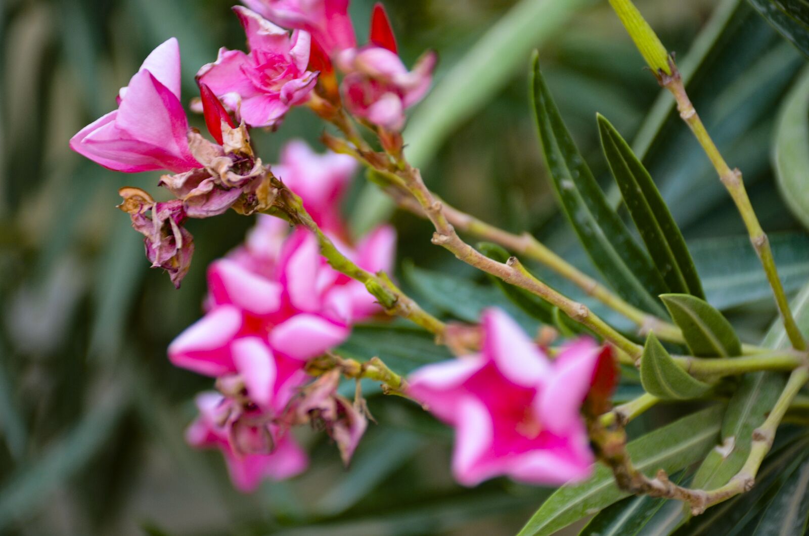 Nikon D7000 sample photo. Pink flowers, close up photography