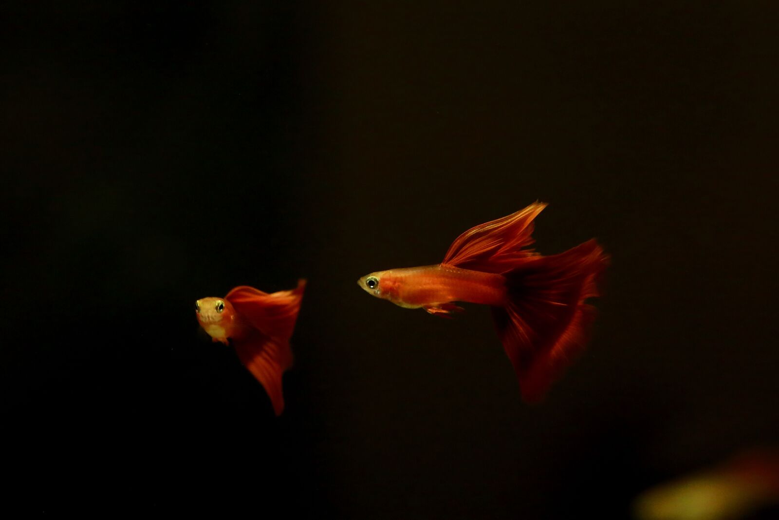 Canon EOS 5D Mark III sample photo. Goofy, tropical fish, fish photography