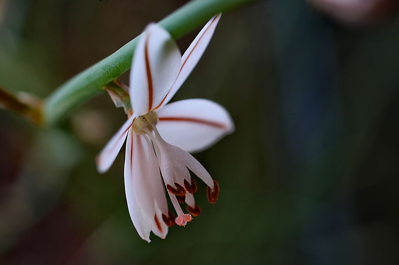 Canon EOS 5D Mark II sample photo. Nature, flower, outdoors photography