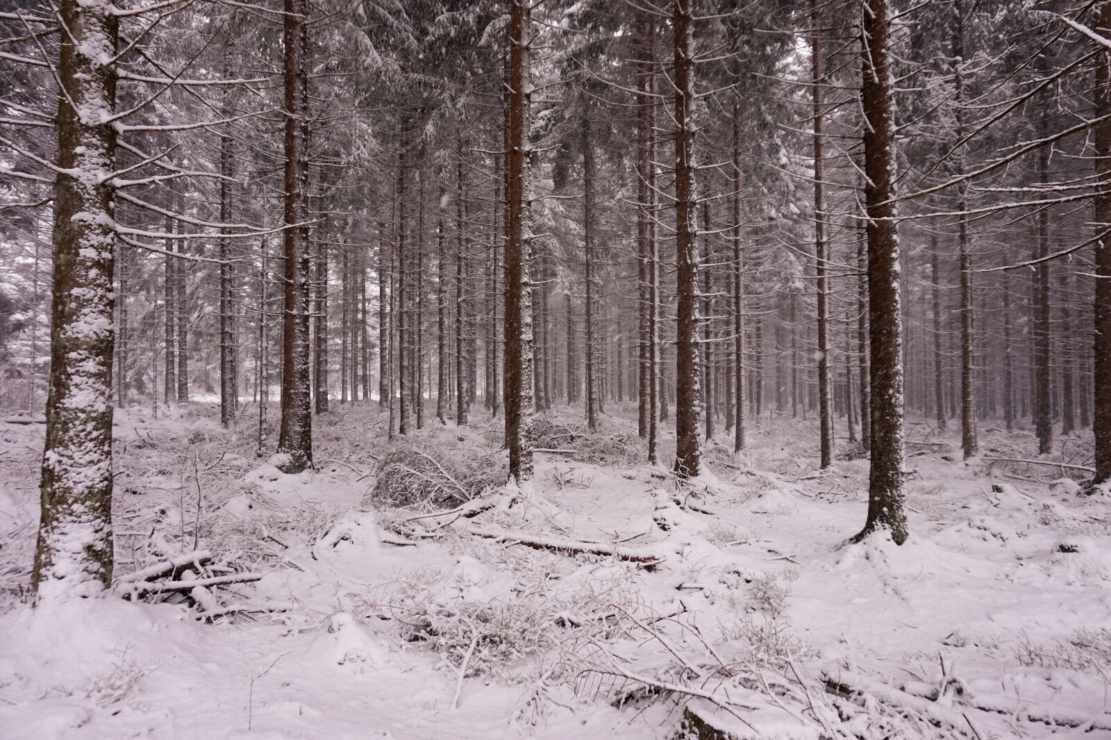 Sony Alpha a5000 (ILCE 5000) sample photo. Forest, snow, winter photography