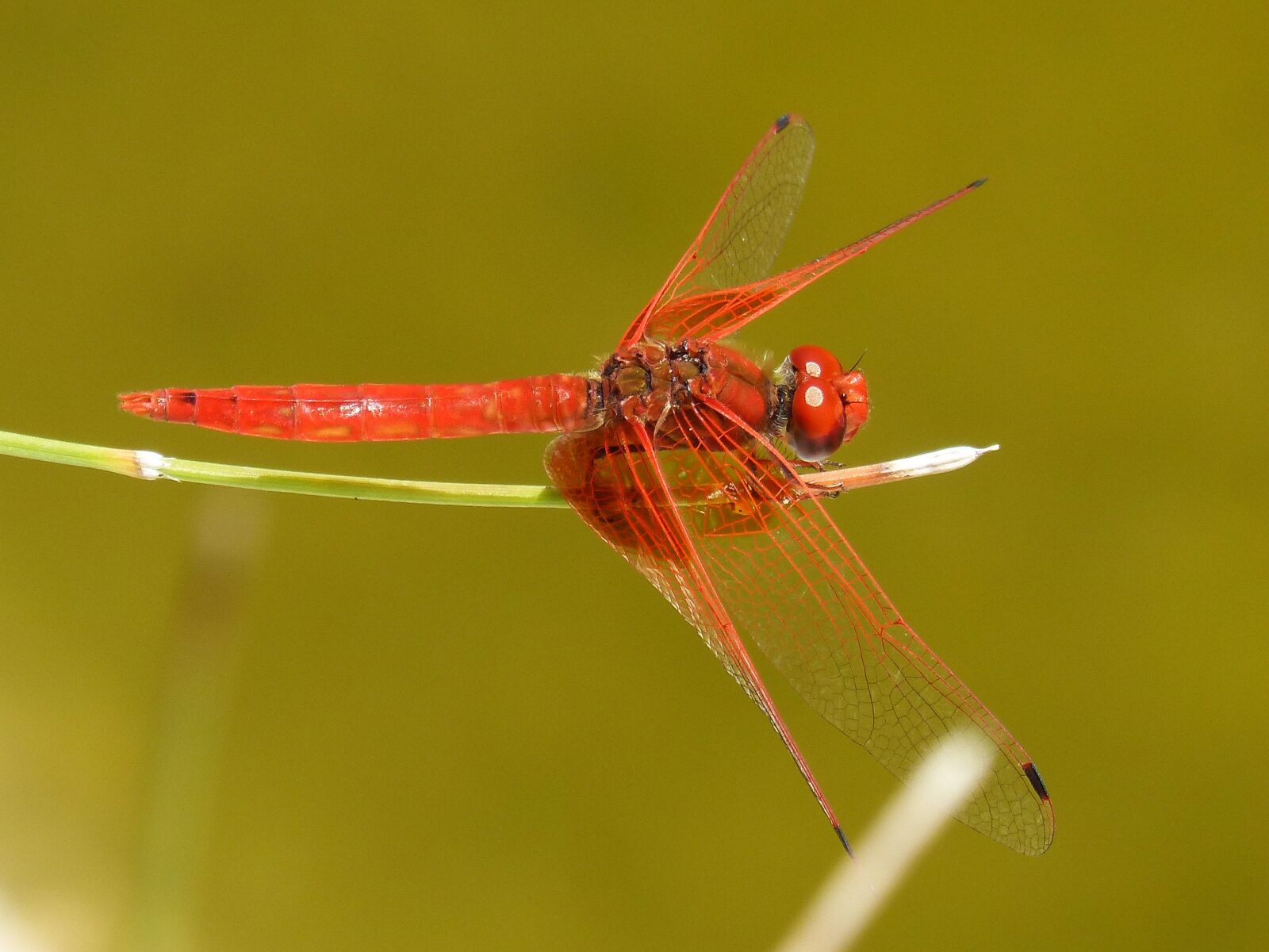 Panasonic DMC-FZ62 sample photo. Dragonfly, red dragonfly, pond photography