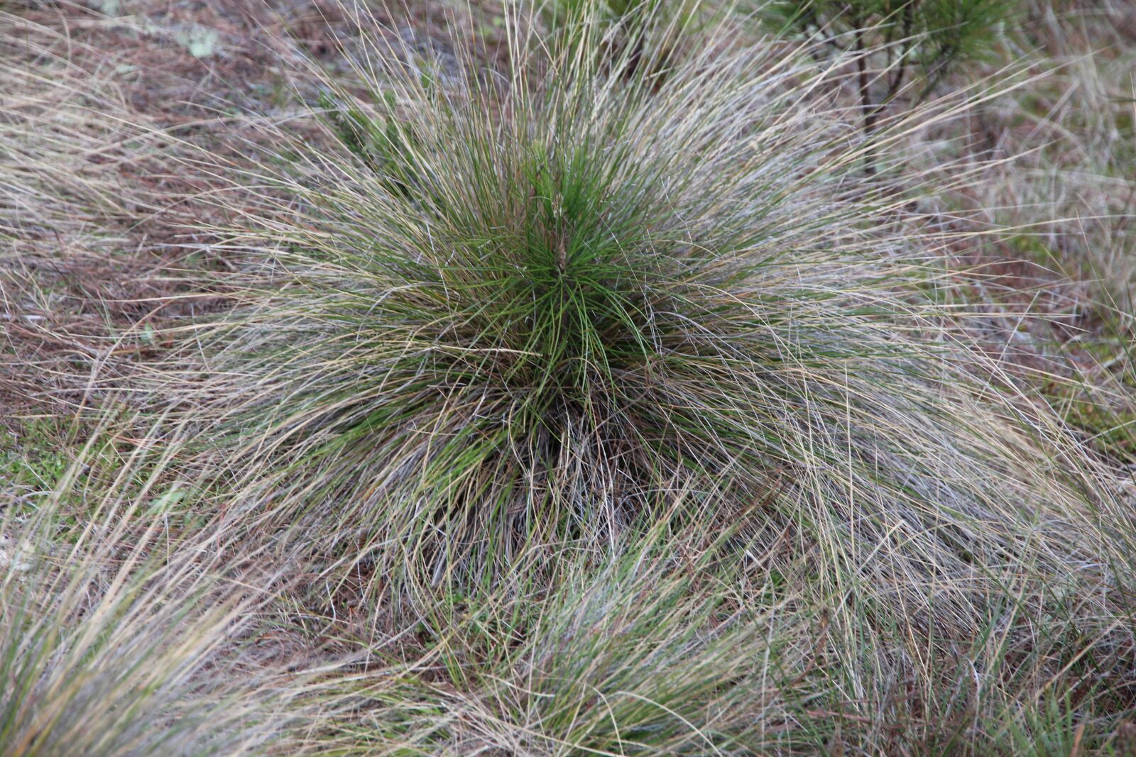 Canon EOS 650D (EOS Rebel T4i / EOS Kiss X6i) sample photo. Grass, hubble, autumn photography