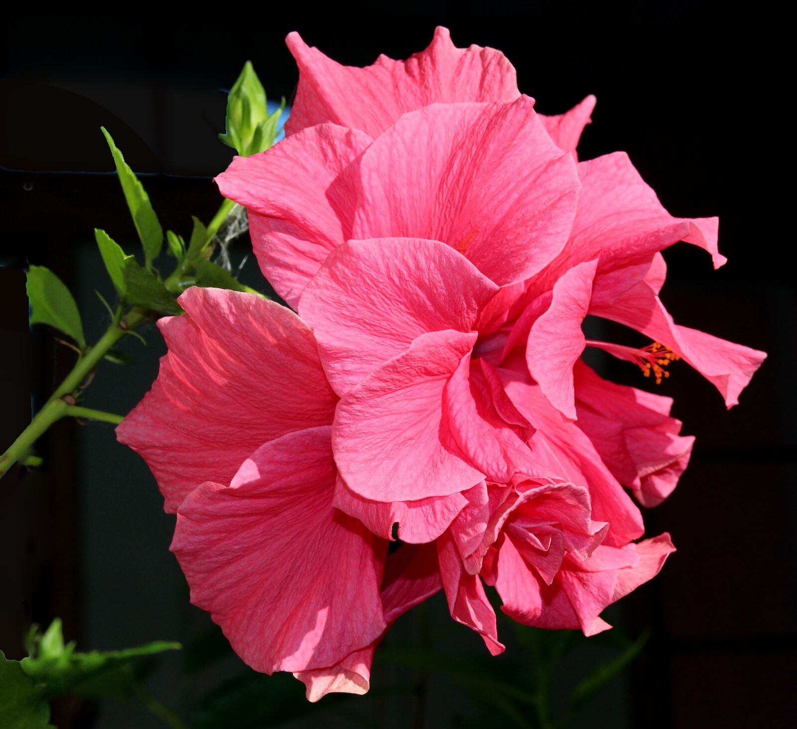 Canon EOS 100D (EOS Rebel SL1 / EOS Kiss X7) sample photo. Flower, hibiscus, pink photography