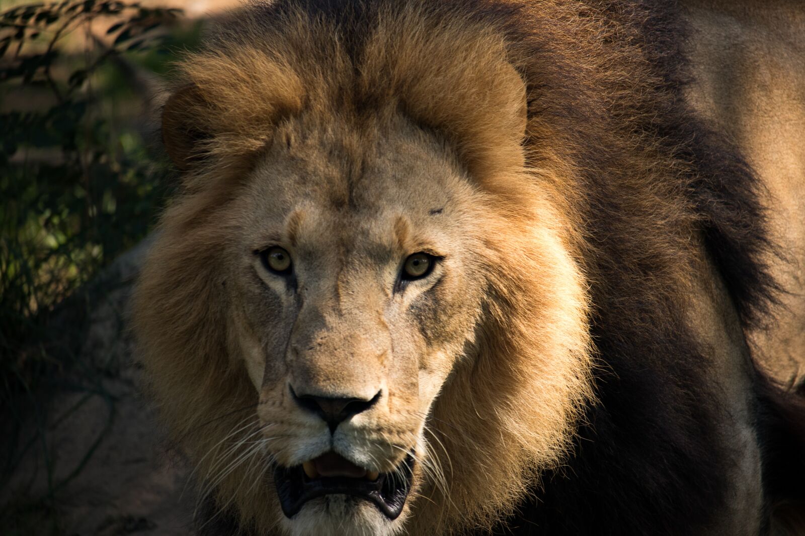 Canon EF-S 55-250mm F4-5.6 IS STM sample photo. Lion, predator, male photography