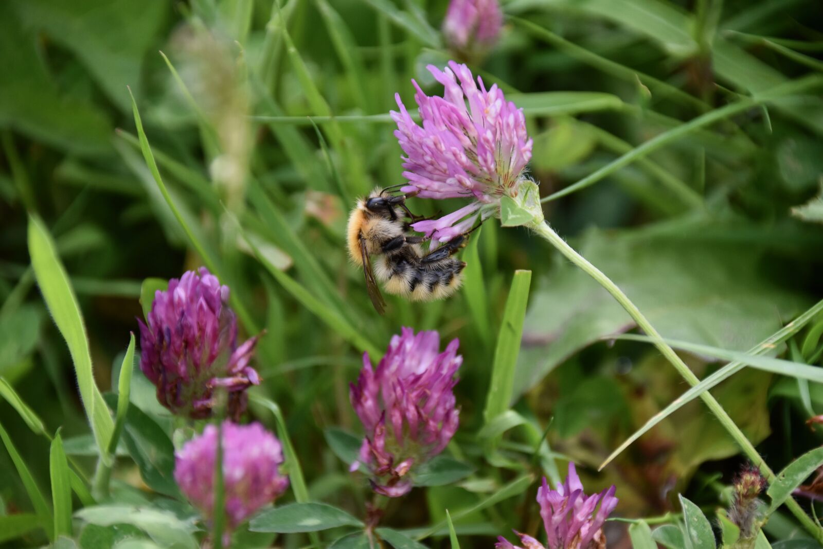 Nikon D5600 sample photo. Flower, clover flower, flower photography