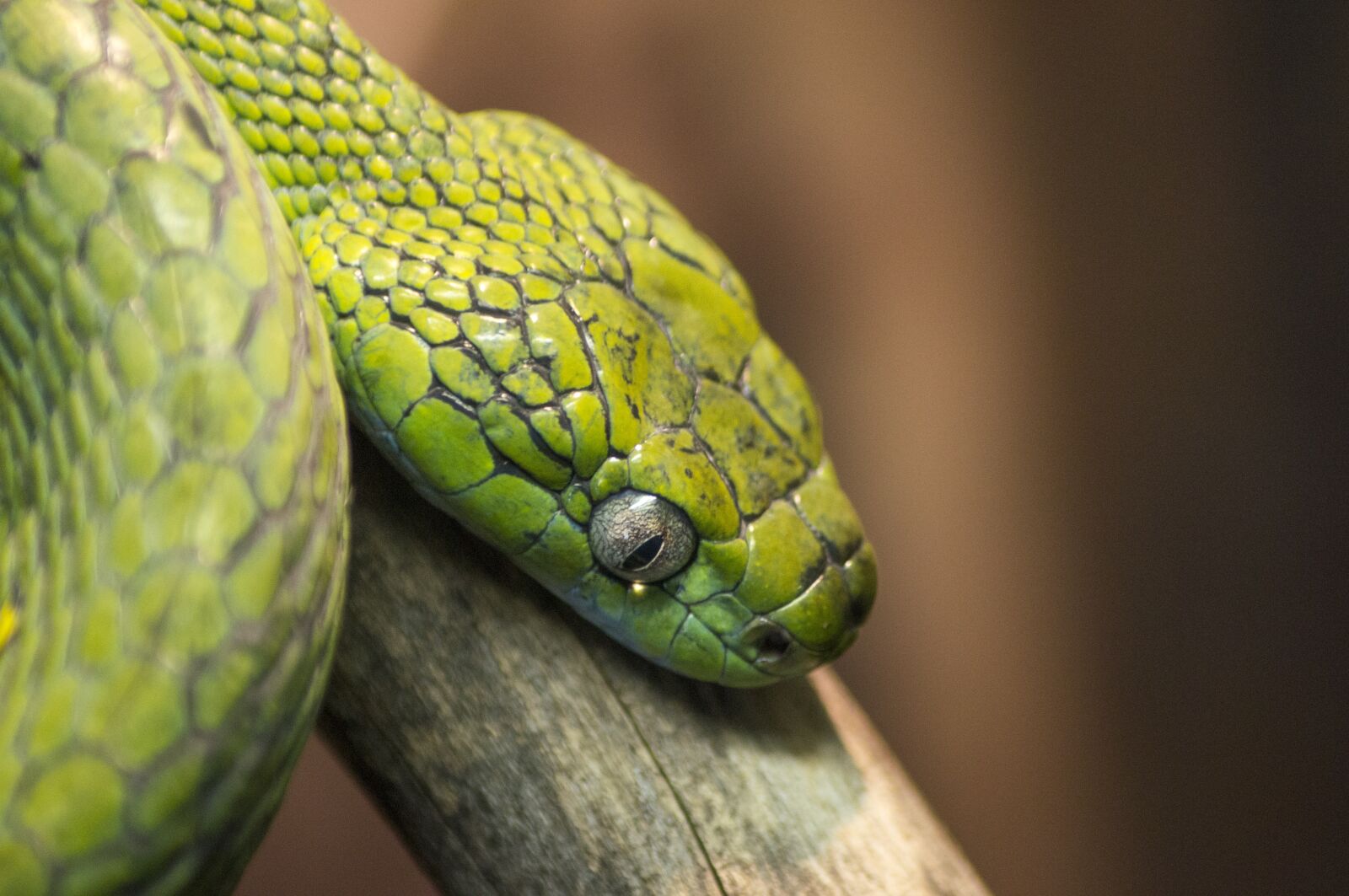 Sony DT 55-200mm F4-5.6 SAM sample photo. Snake, green, reptile photography