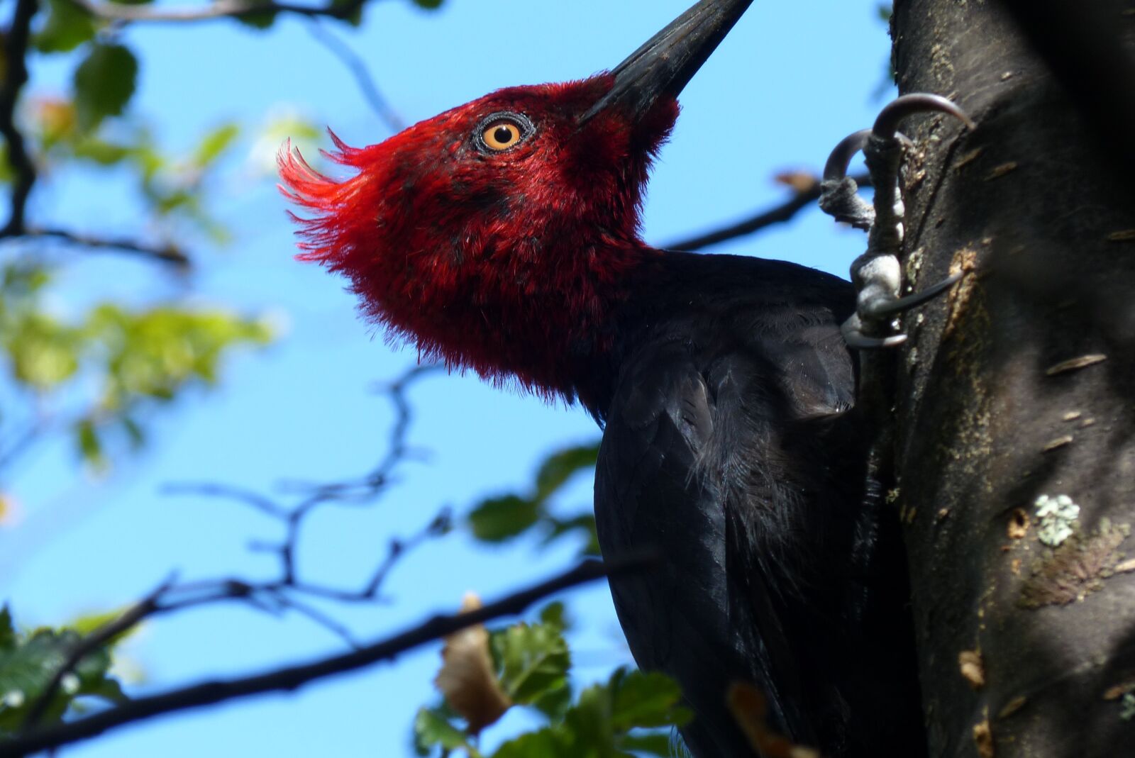 Panasonic Lumix DMC-FZ200 sample photo. Nature, animal world, tree photography