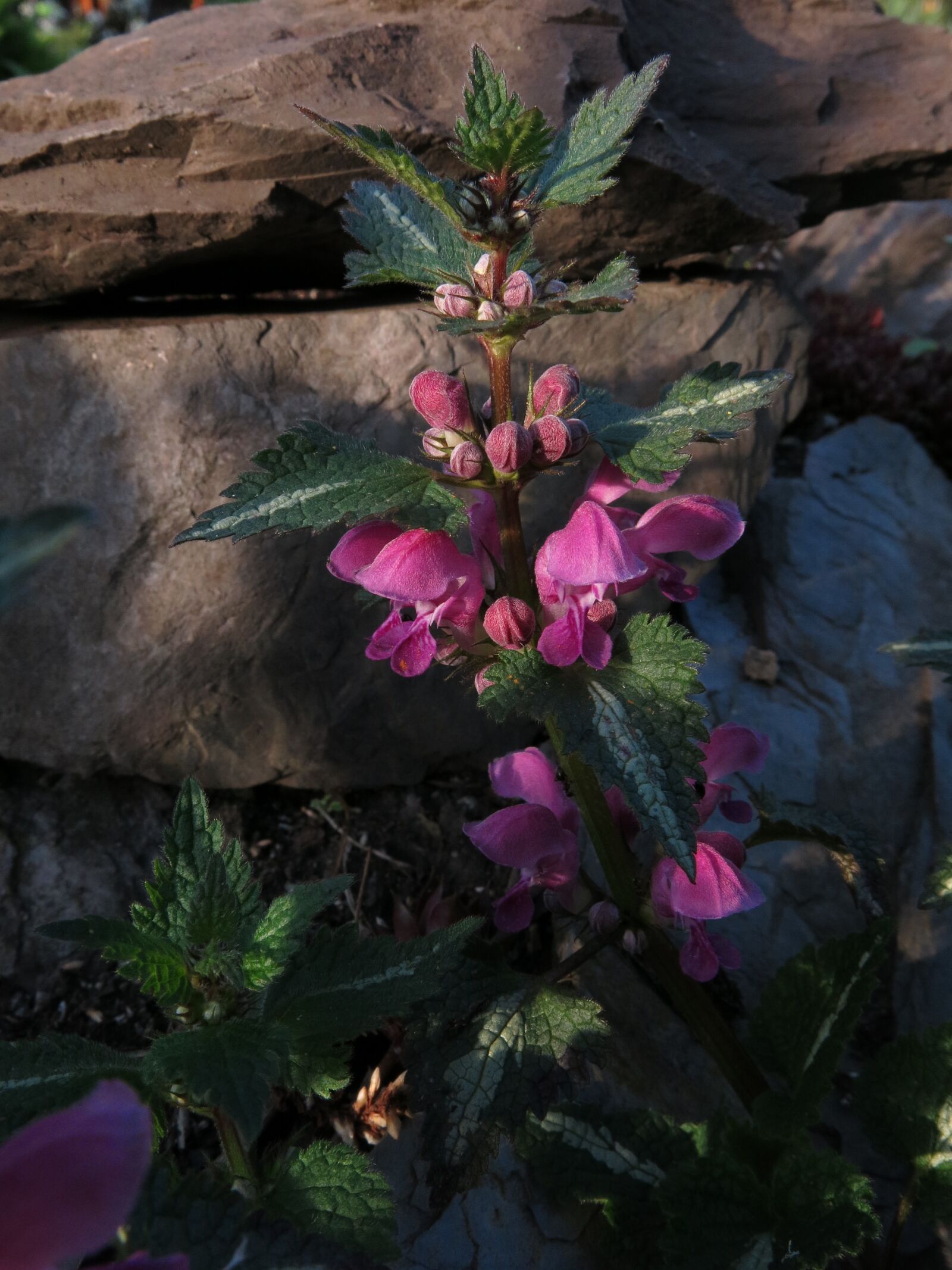 Canon PowerShot G15 sample photo. Nettle, dead nettle, plant photography