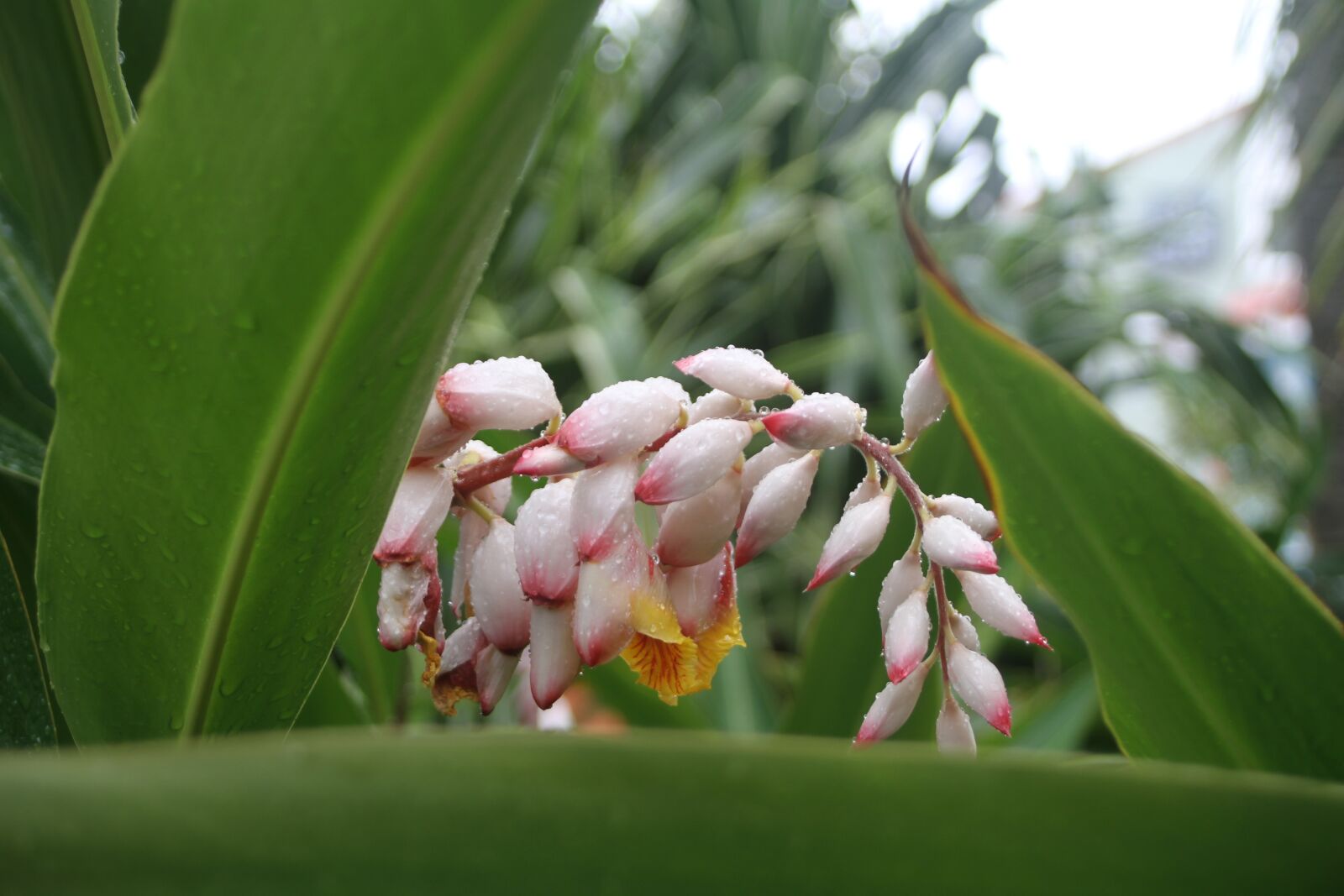 Canon EOS 7D sample photo. Leaf, flora, nature photography