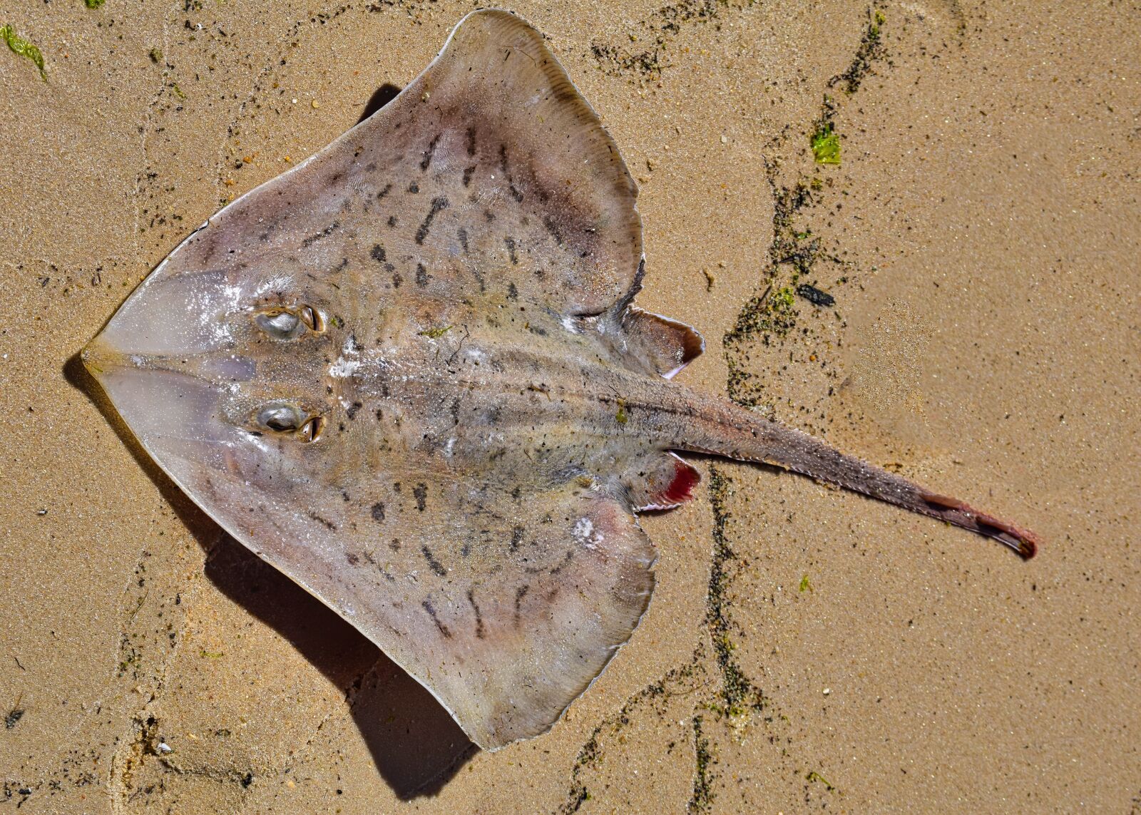 Nikon D3300 sample photo. Skate, sand, beach photography
