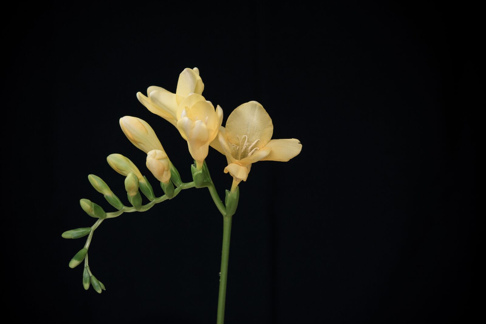 Nikon D7100 sample photo. Flowers, yellow flowers, freesia photography