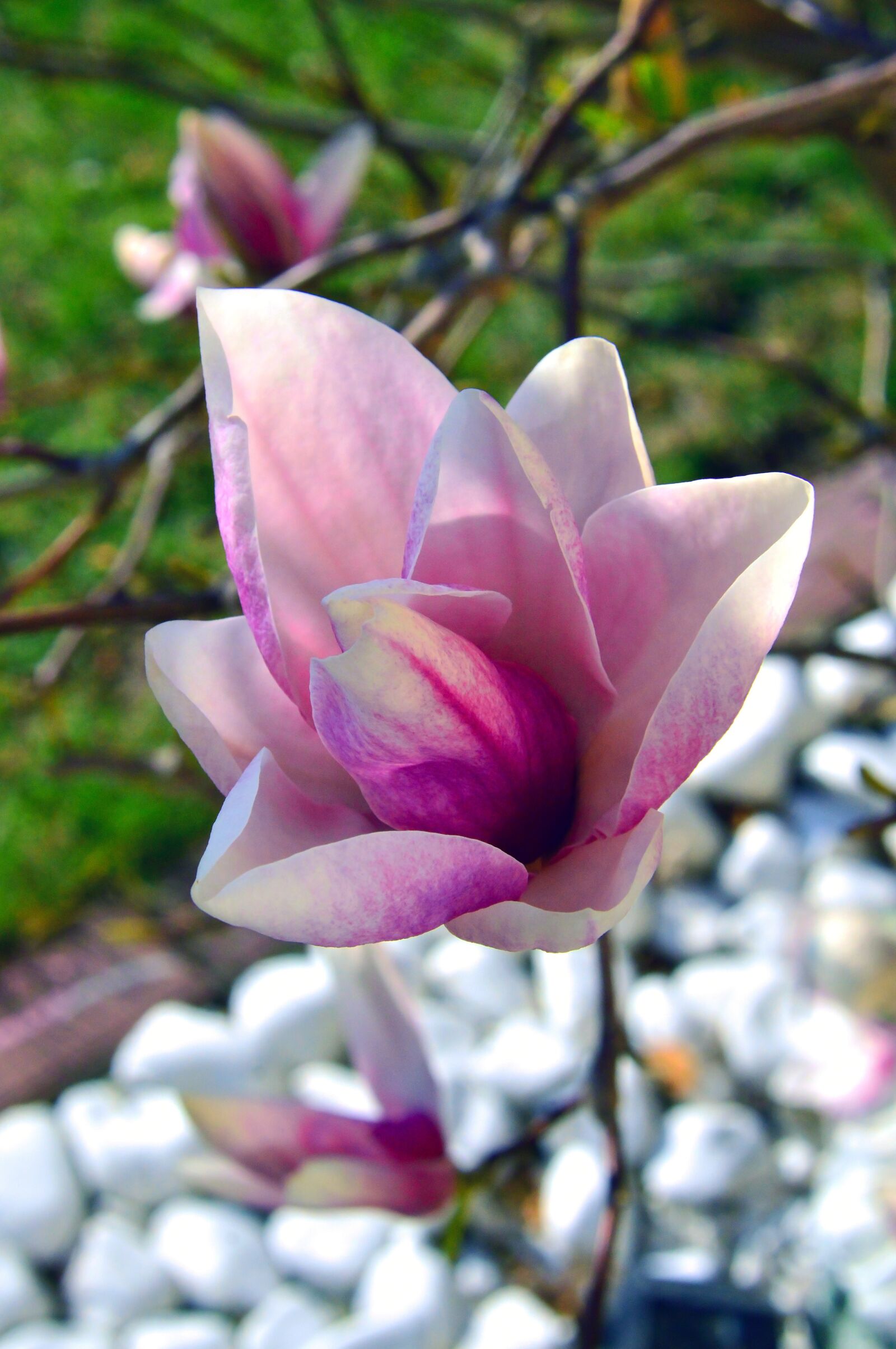 Nikon D3200 sample photo. Flower, plant, nature photography