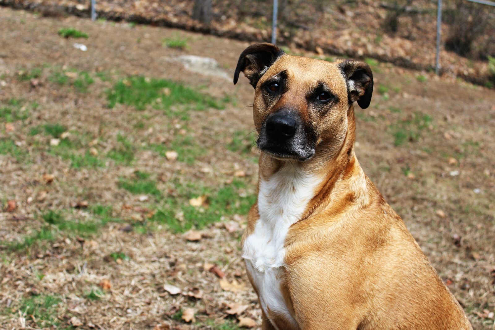 Canon EOS 1200D (EOS Rebel T5 / EOS Kiss X70 / EOS Hi) sample photo. Dog, love, posing, rescue photography