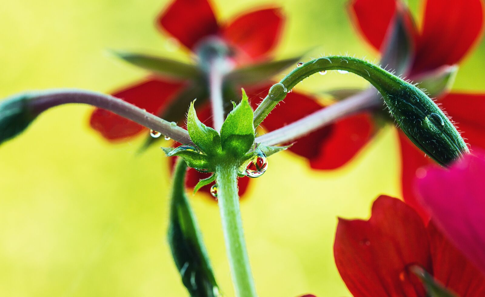 Canon EOS 650D (EOS Rebel T4i / EOS Kiss X6i) sample photo. Branches of geraniums, flower photography