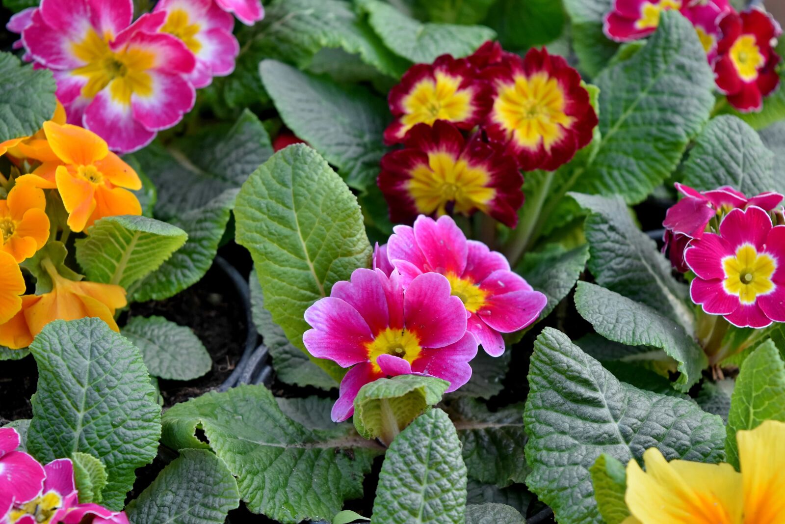 Nikon D5500 sample photo. Plant, flower, primrose, flowers photography