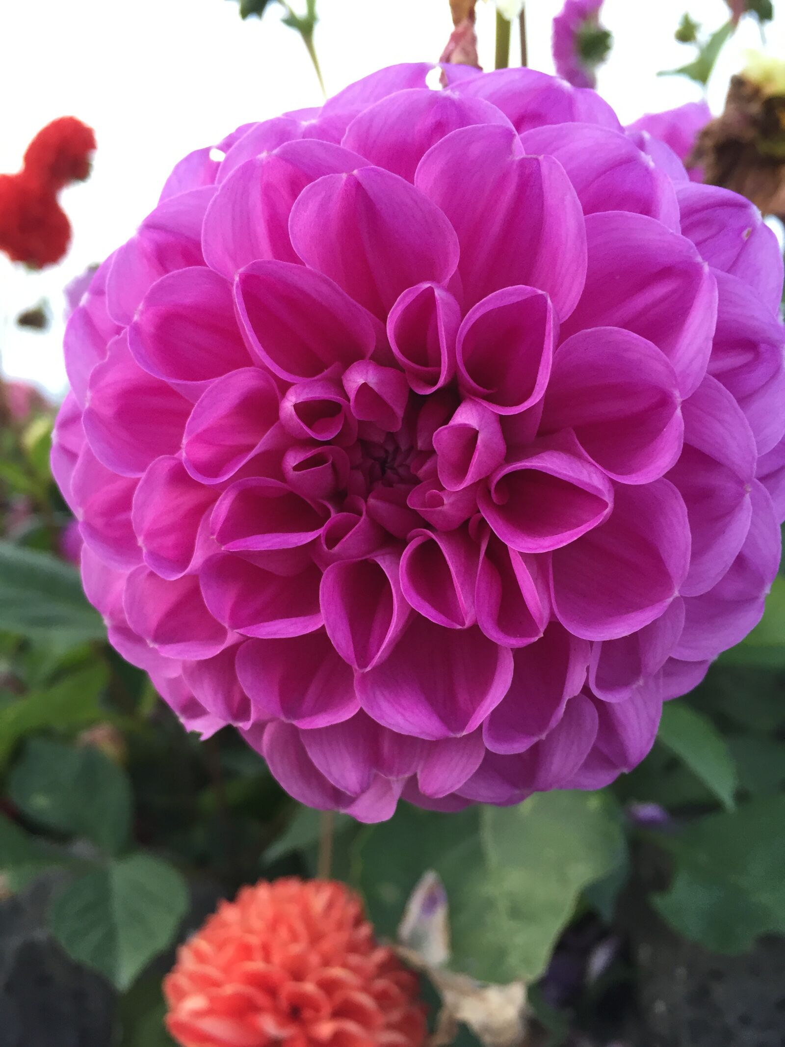 Apple iPhone 6 sample photo. Fuschia, purple, flower photography