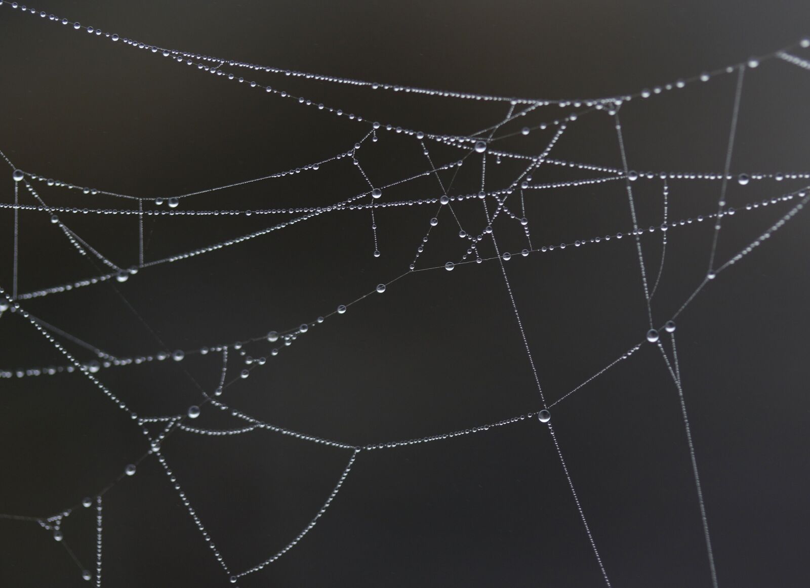 Canon EF-S 60mm F2.8 Macro USM sample photo. Spider web, drops, dew photography