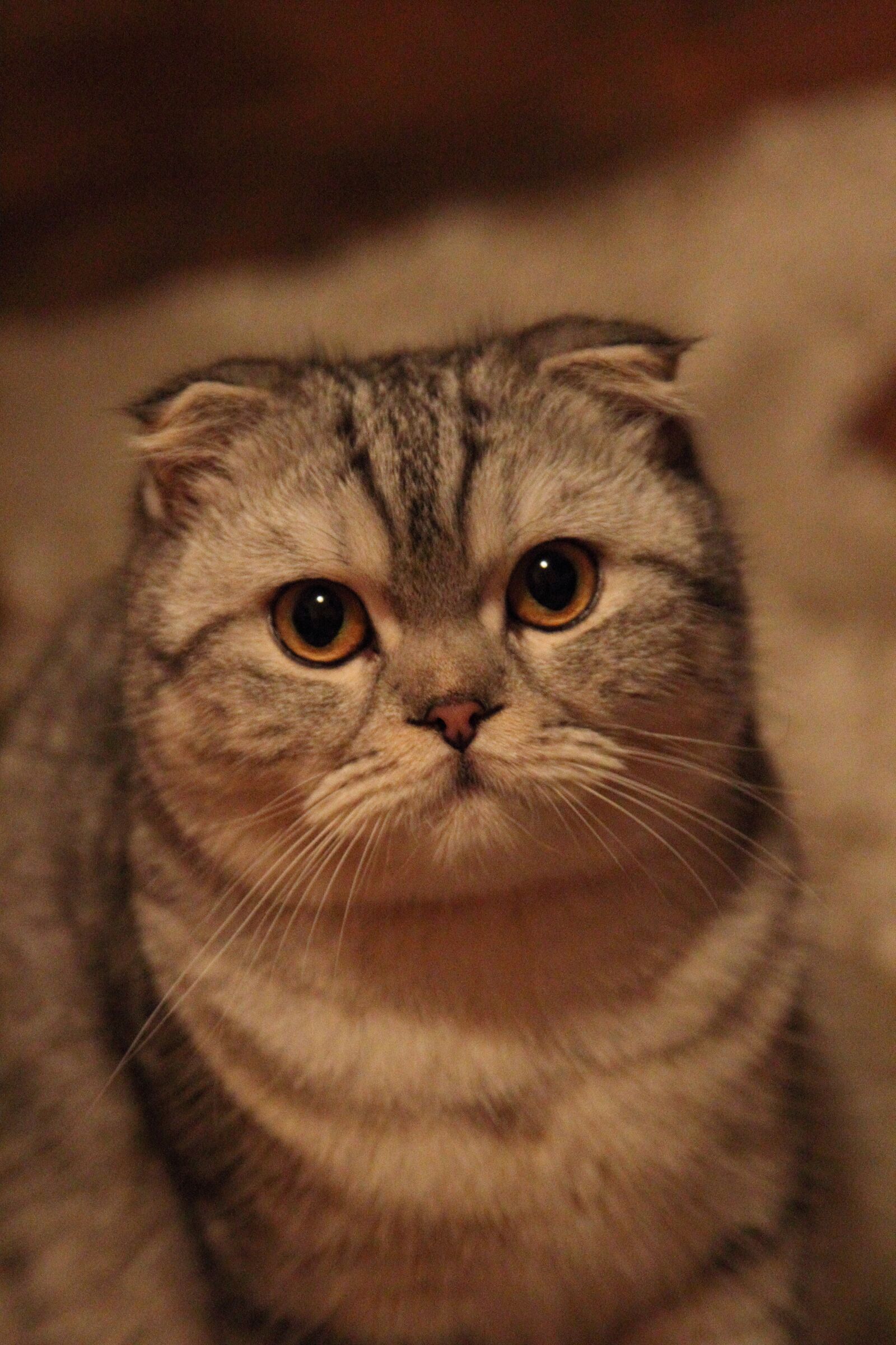 Canon EOS 550D (EOS Rebel T2i / EOS Kiss X4) sample photo. Cat, animals, feline photography