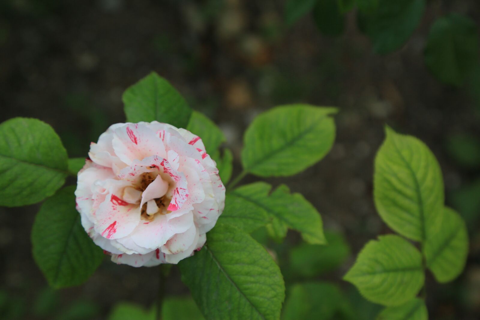 Canon EF 24-105mm F4L IS USM sample photo. Rose, spring, nature photography