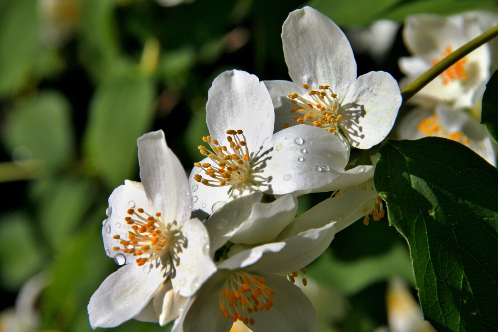 Canon EOS 500D (EOS Rebel T1i / EOS Kiss X3) sample photo. Spring, white, blossom photography
