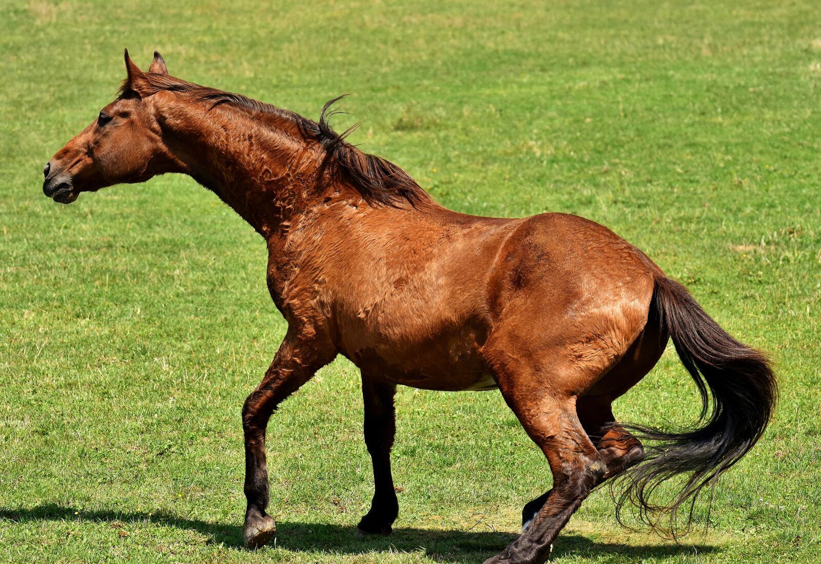 Nikon D7200 sample photo. Horse, coupling, stand up photography