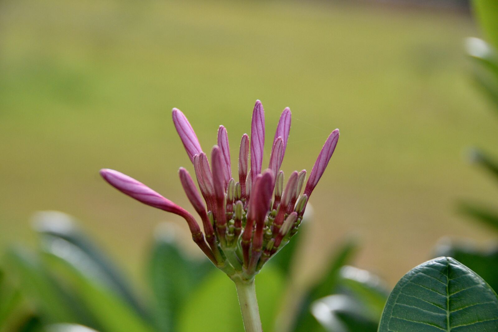 Nikon D800 sample photo. Flower, petals, buds photography