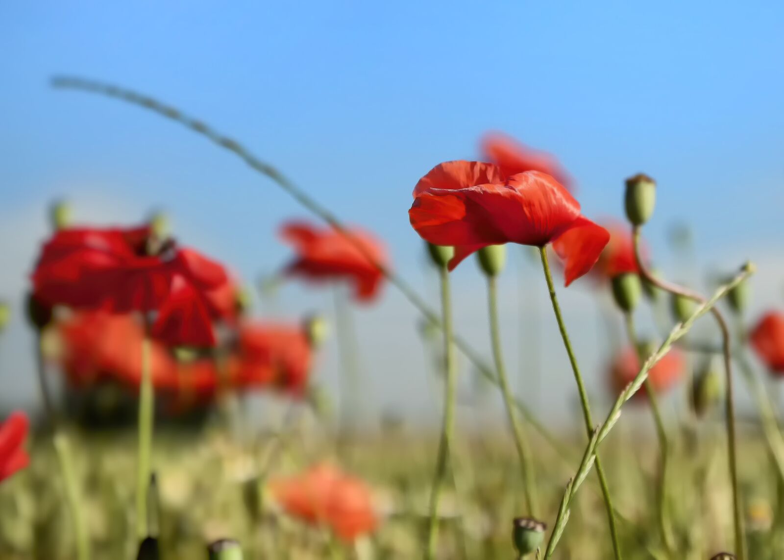 Canon EOS 50D sample photo. Poppy, landscape, spring photography
