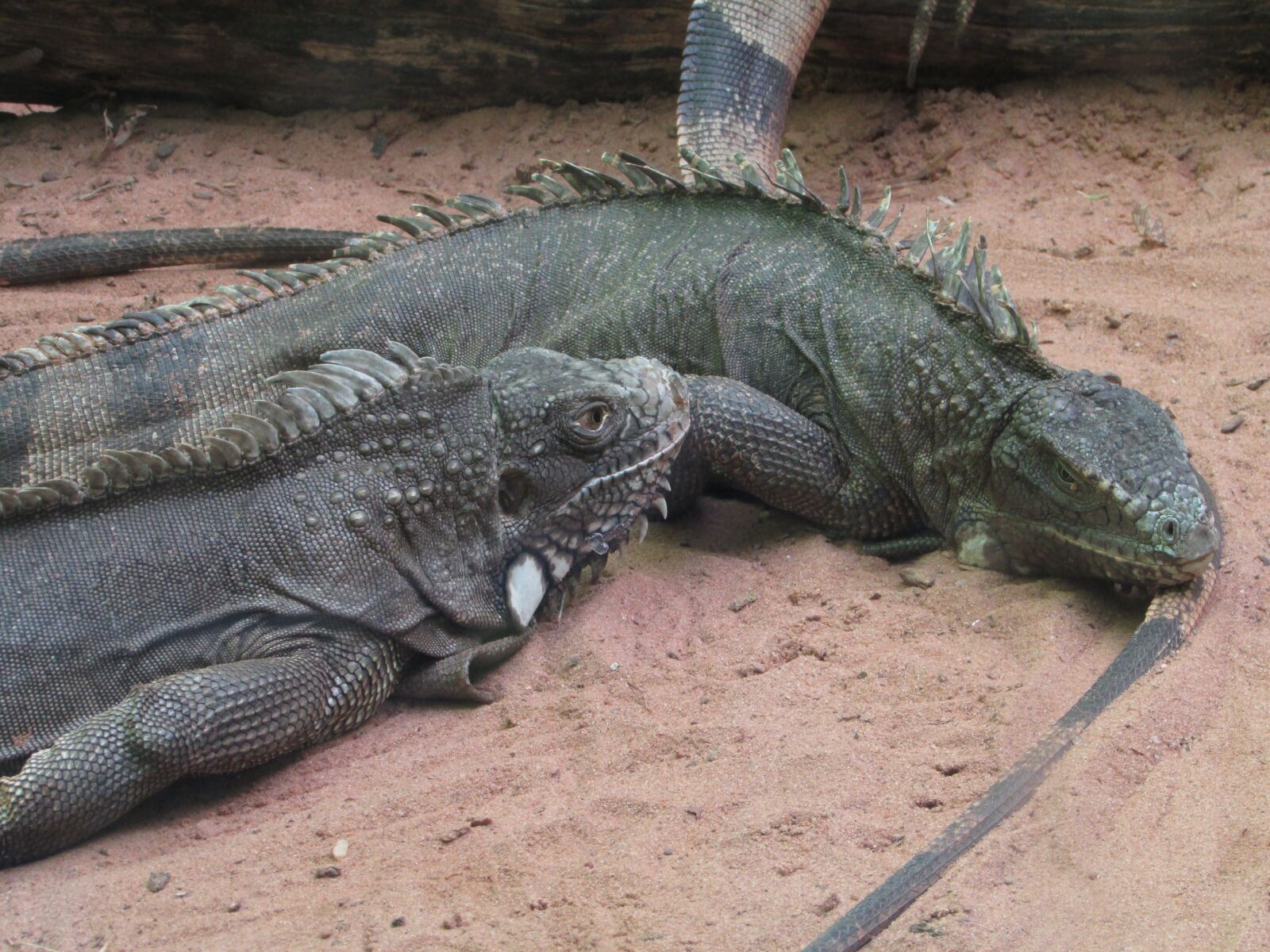 Canon PowerShot SX400 IS sample photo. Nature, animal, zoo photography