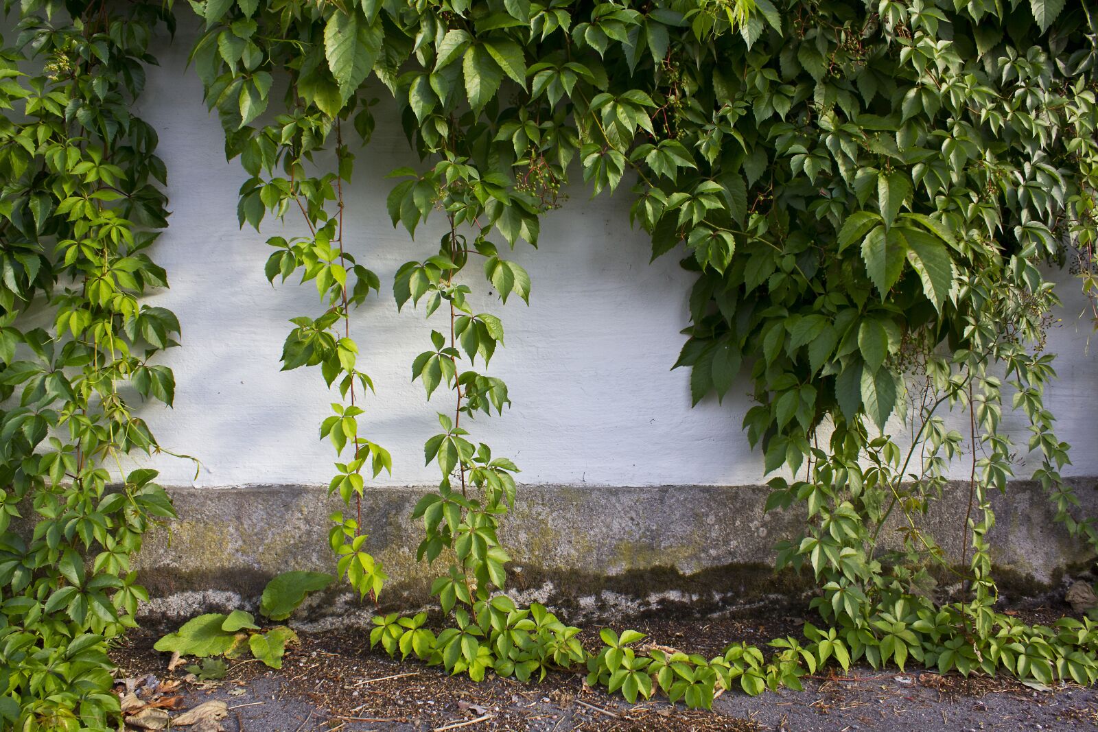 Canon EF-S 18-55mm F3.5-5.6 IS sample photo. Wall, ivy, foliage photography