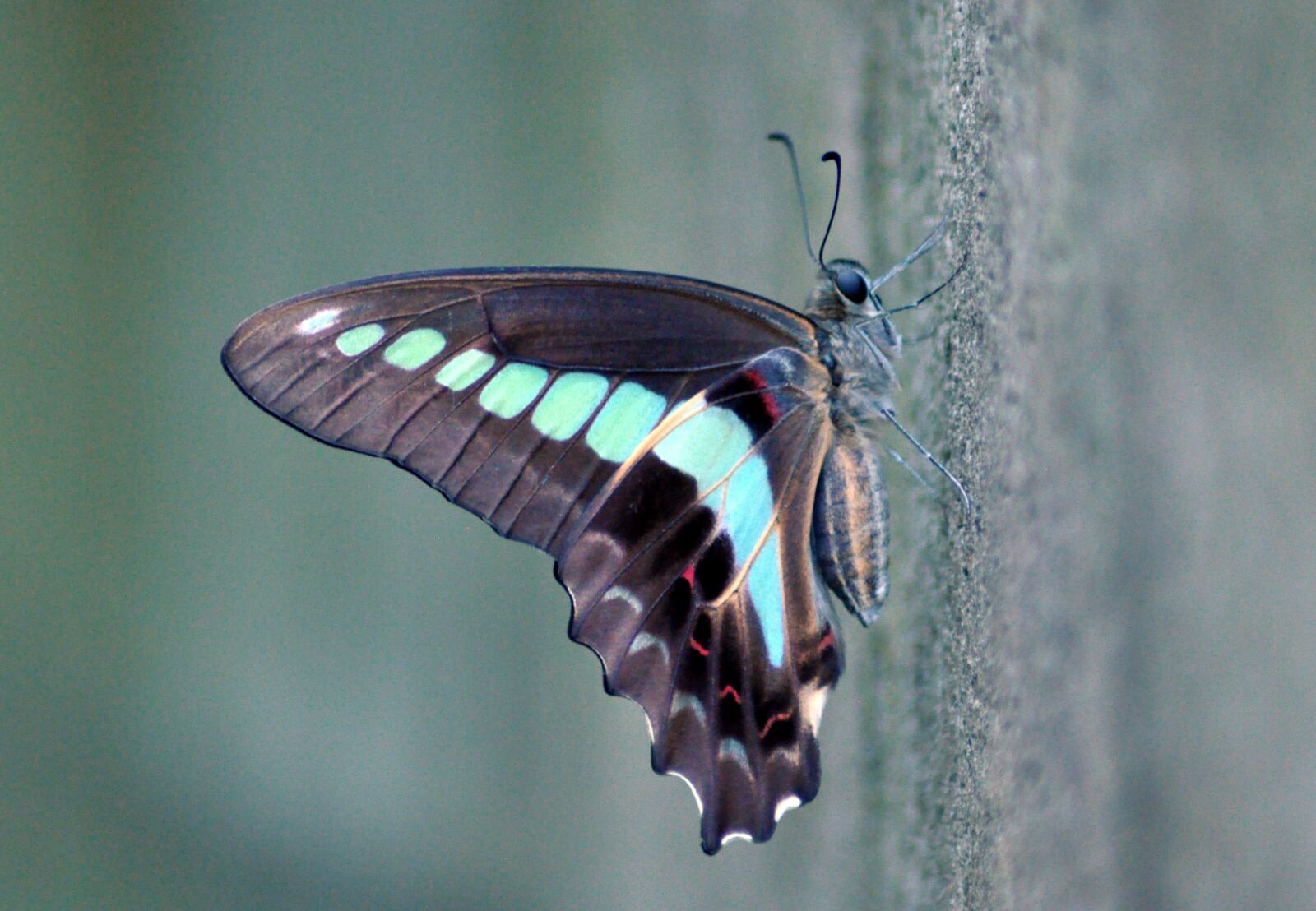 Nikon D90 sample photo. Insect, butterfly, blue photography