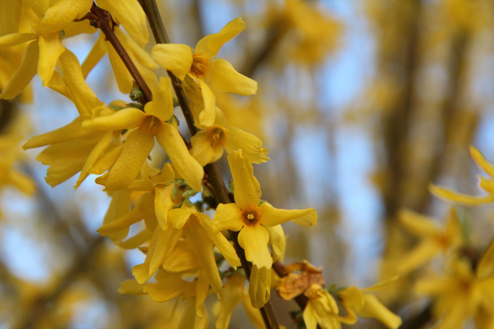 Canon EOS 600D (Rebel EOS T3i / EOS Kiss X5) sample photo. Forsythia, yellow flower, spring photography