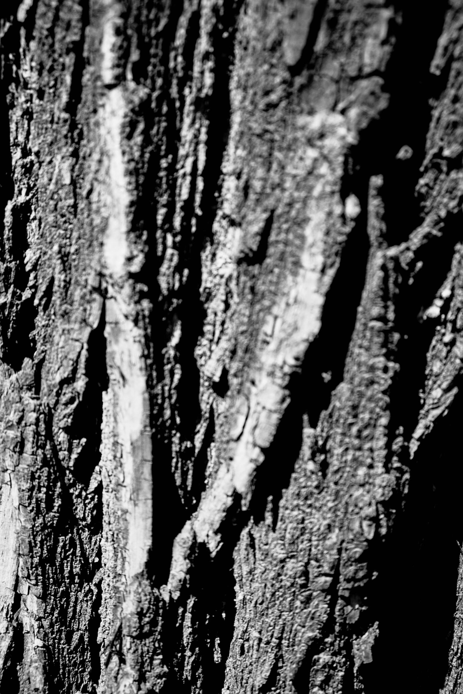 Sony a7 + Sony Sonnar T* FE 35mm F2.8 ZA sample photo. Tree, trunk photography