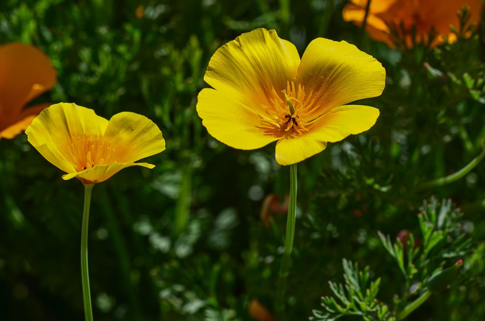 Nikon D7000 sample photo. Gold poppy, yellow, blossom photography