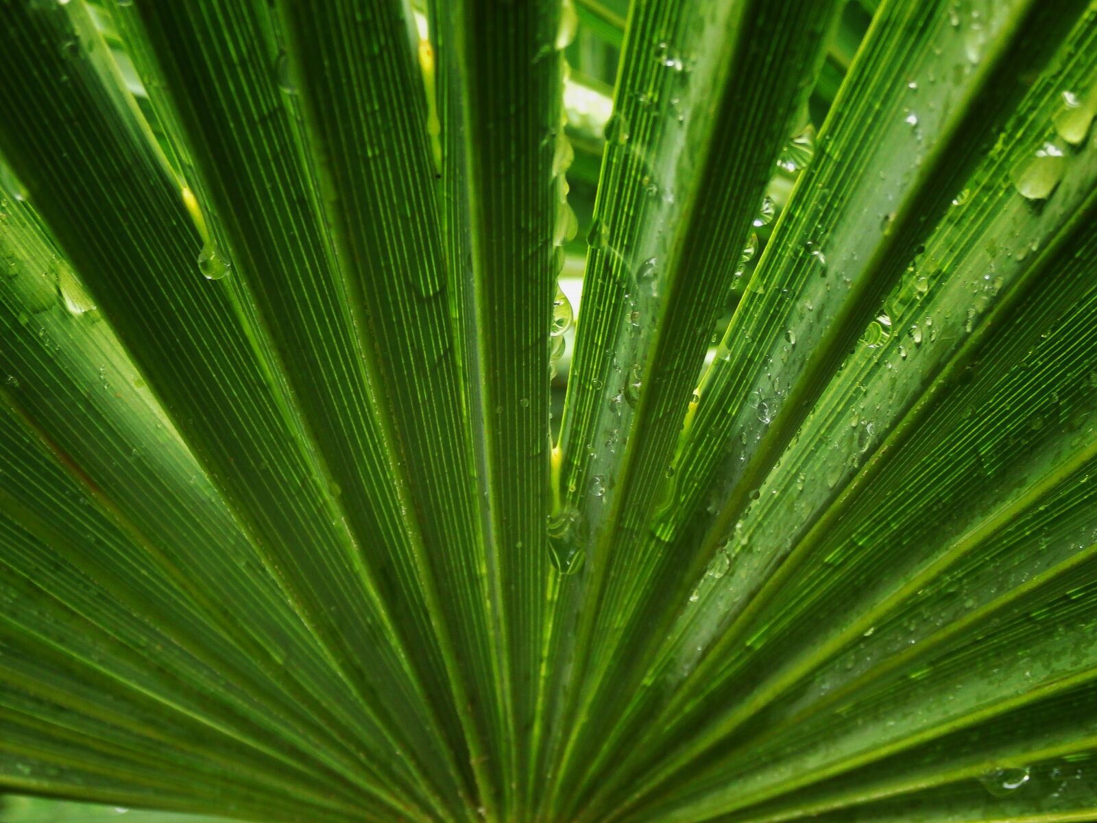 Olympus SZ-15,DZ-100 sample photo. Palm tree, leaf, symmetry photography