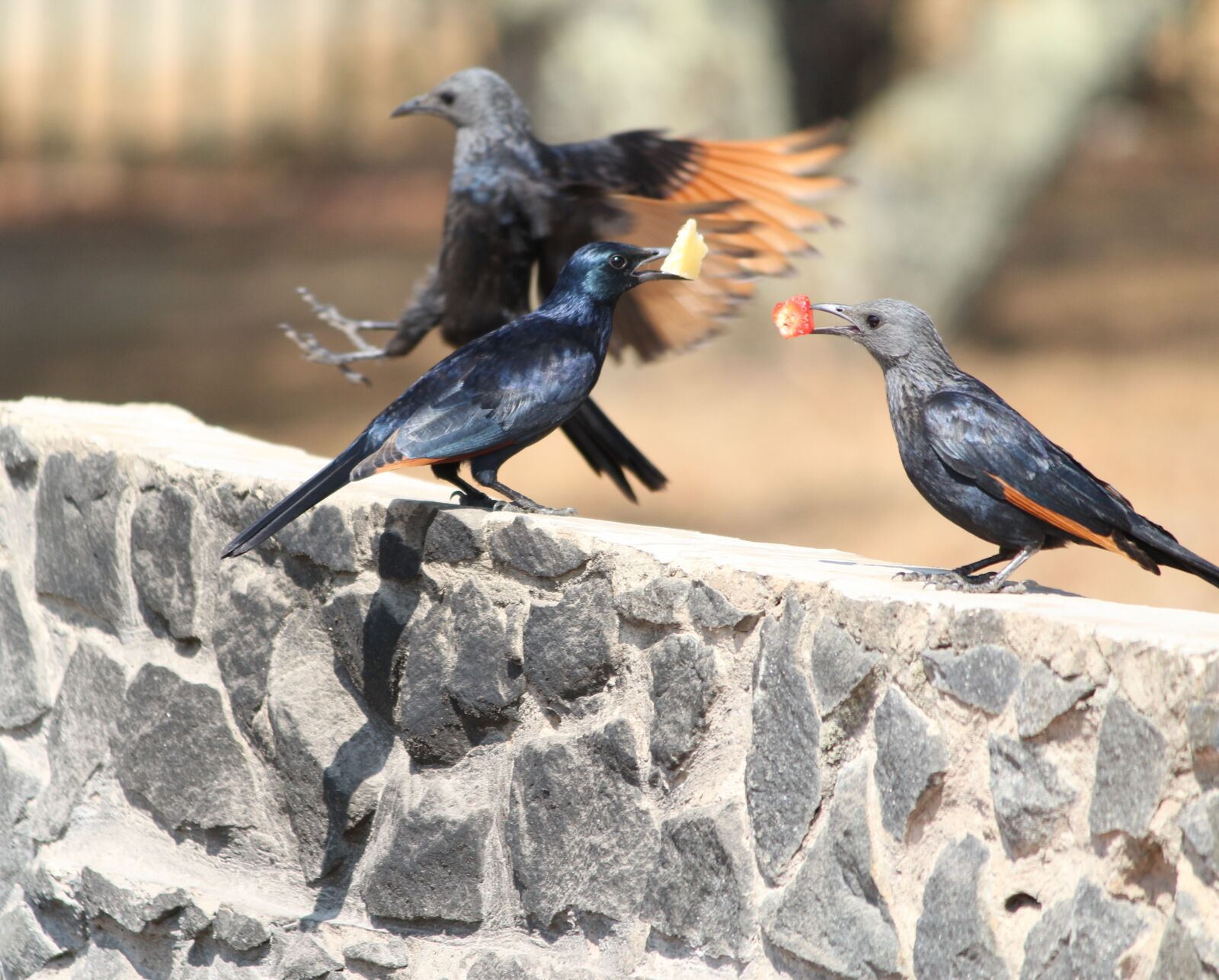 Canon EOS 1200D (EOS Rebel T5 / EOS Kiss X70 / EOS Hi) sample photo. Nature, birds, redwinged starling photography