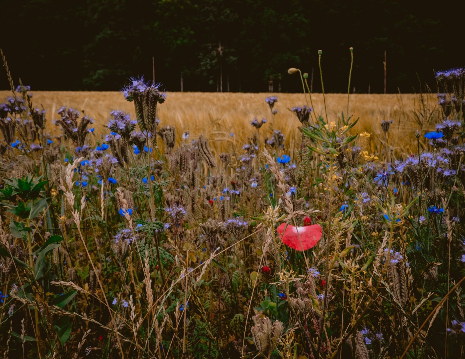 Nikon D5100 sample photo. Poppy, field, summer photography
