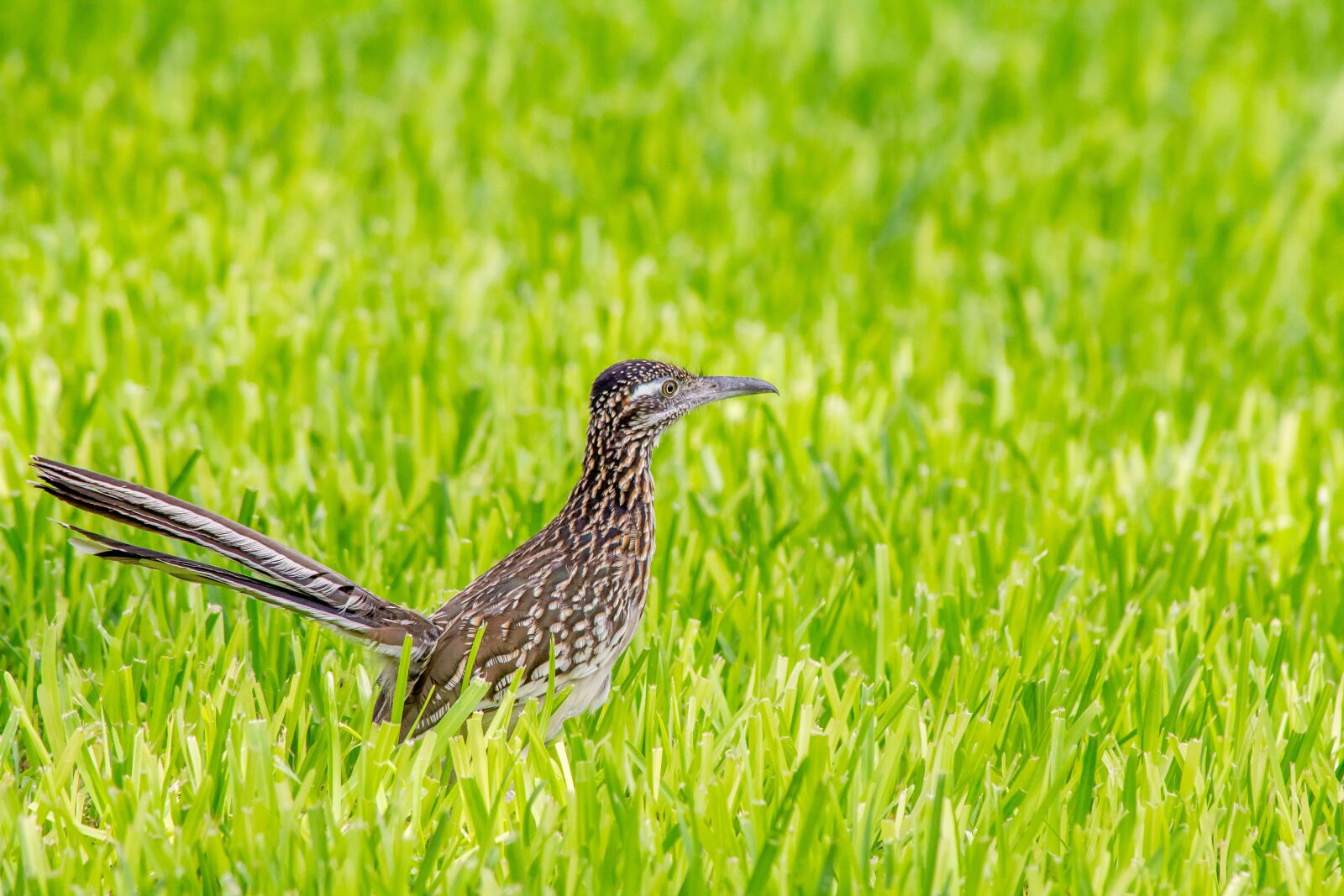 Canon EOS 550D (EOS Rebel T2i / EOS Kiss X4) sample photo. Greater roadrunner, bird, wildlife photography