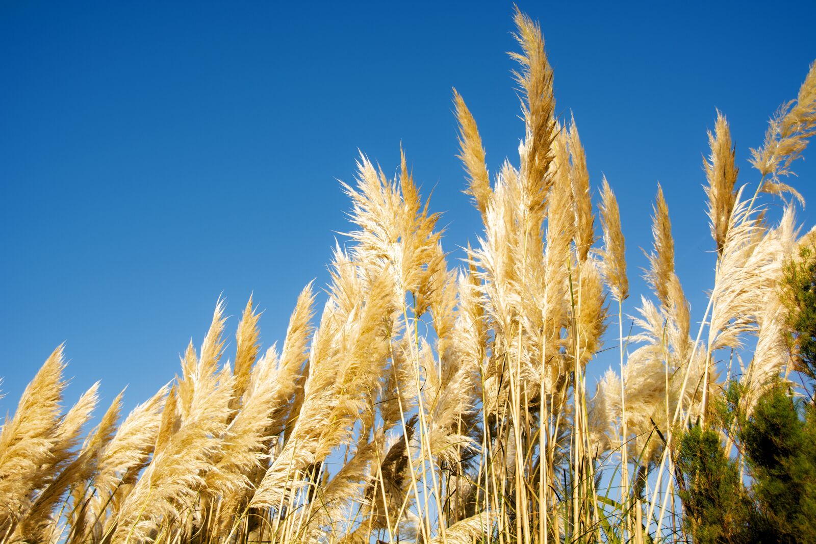 Nikon D5200 sample photo. Grass, wind, sky photography