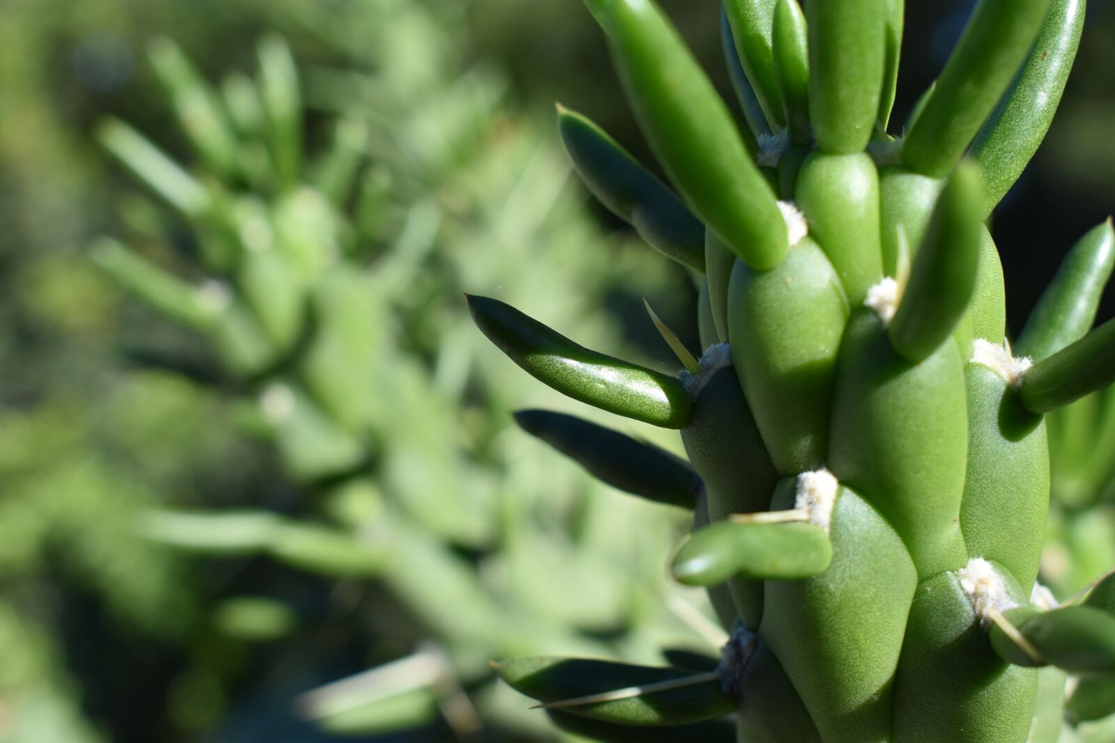 Nikon D3400 sample photo. Cactus, plant, green photography