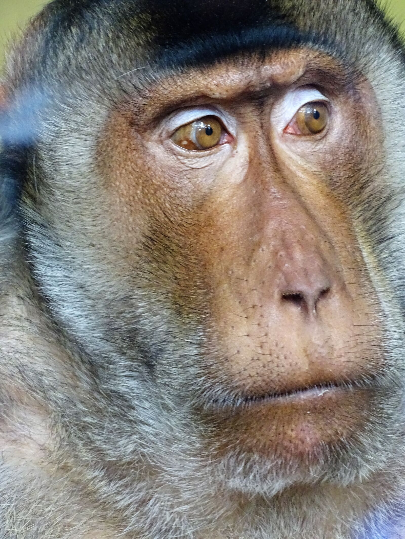 Sony Cyber-shot DSC-HX400V sample photo. Monkey, mammal, portrait photography