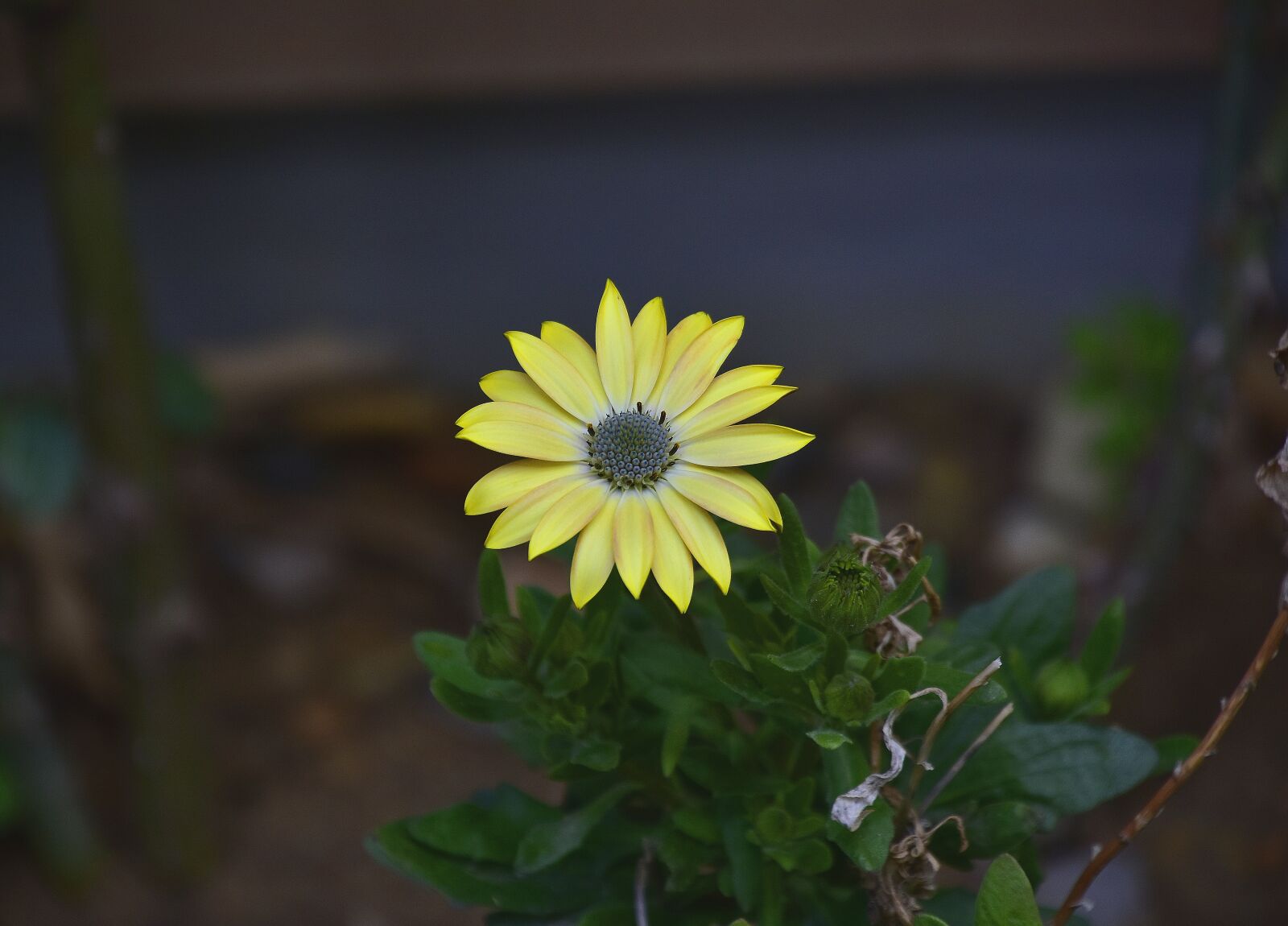 Nikon D7200 sample photo. Nature, plant, flower photography