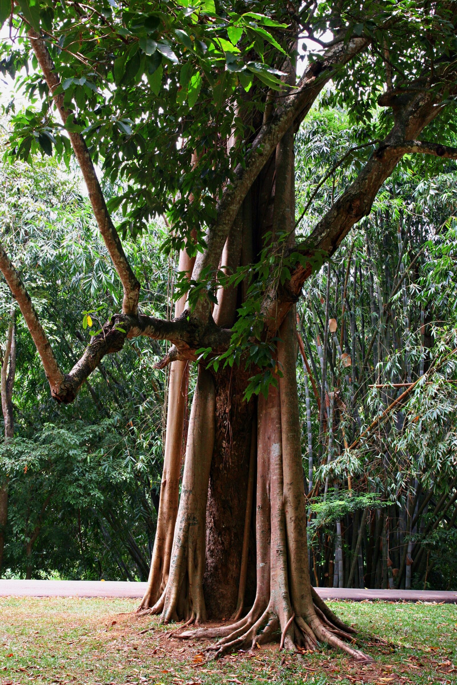 Canon EOS 20D sample photo. Green, tree photography