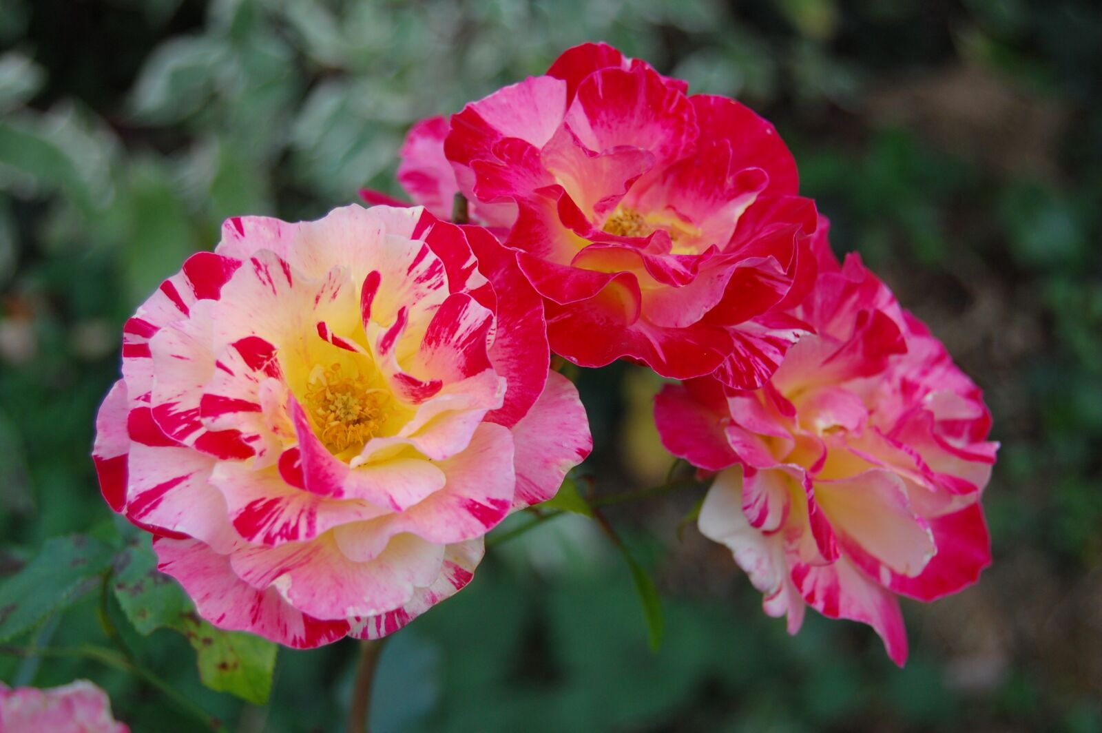 Nikon D40 sample photo. Pink, flowers, pissarro photography