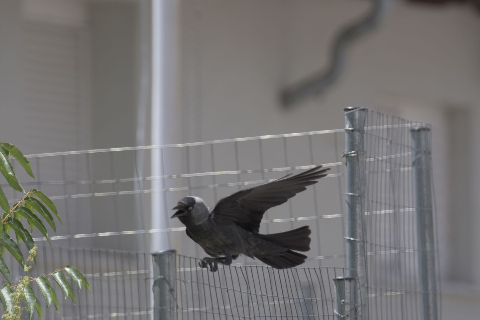Nikon D7200 sample photo. Corvus cornix, play, bird photography
