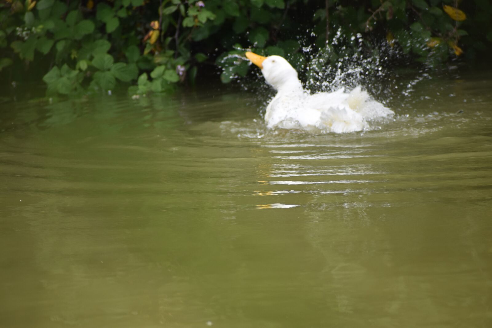 Nikon D5600 sample photo. Oca, animal, birds photography