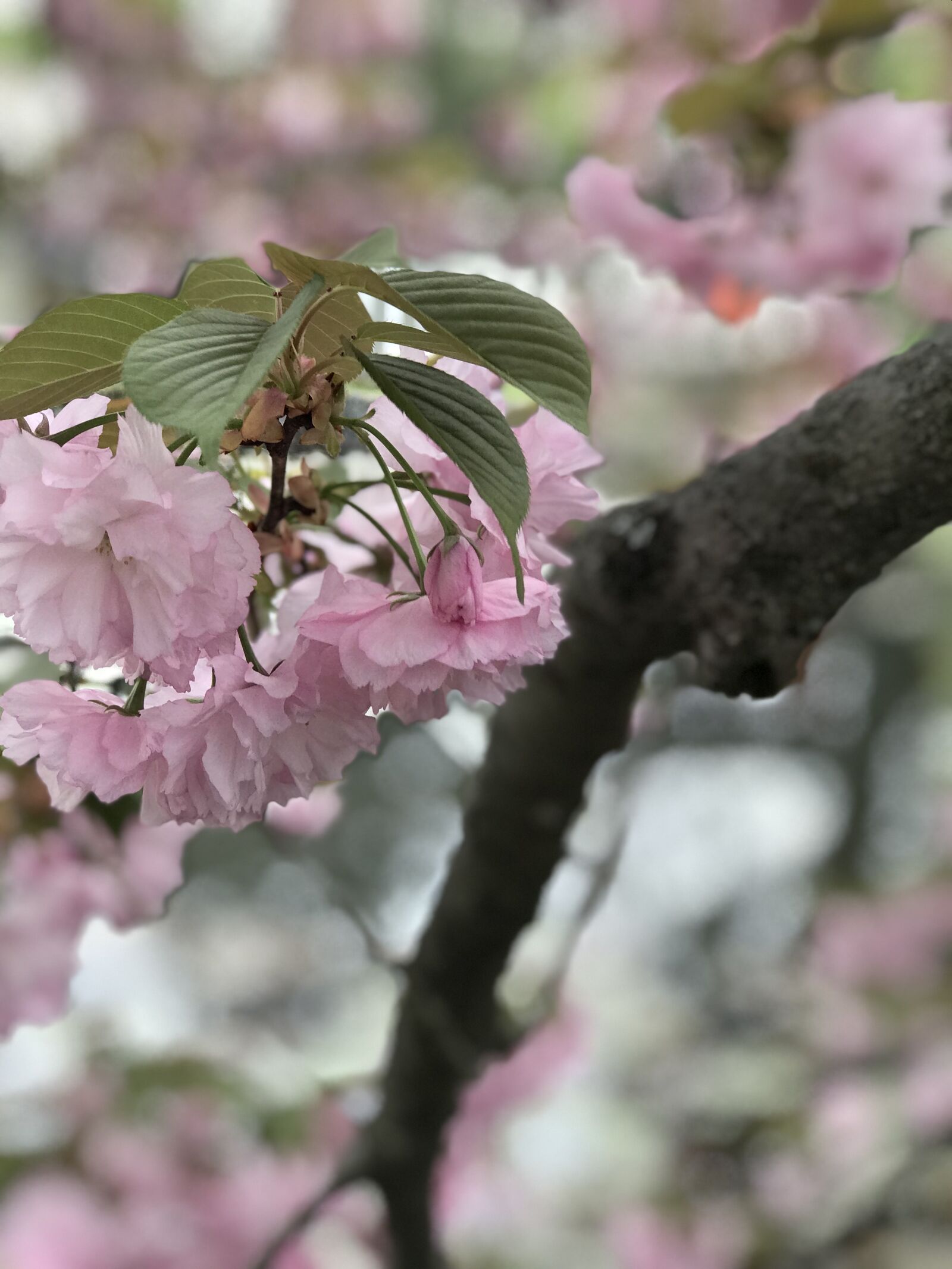 iPhone 7 Plus back dual camera 6.6mm f/2.8 sample photo. Sakura, spring, osaka photography