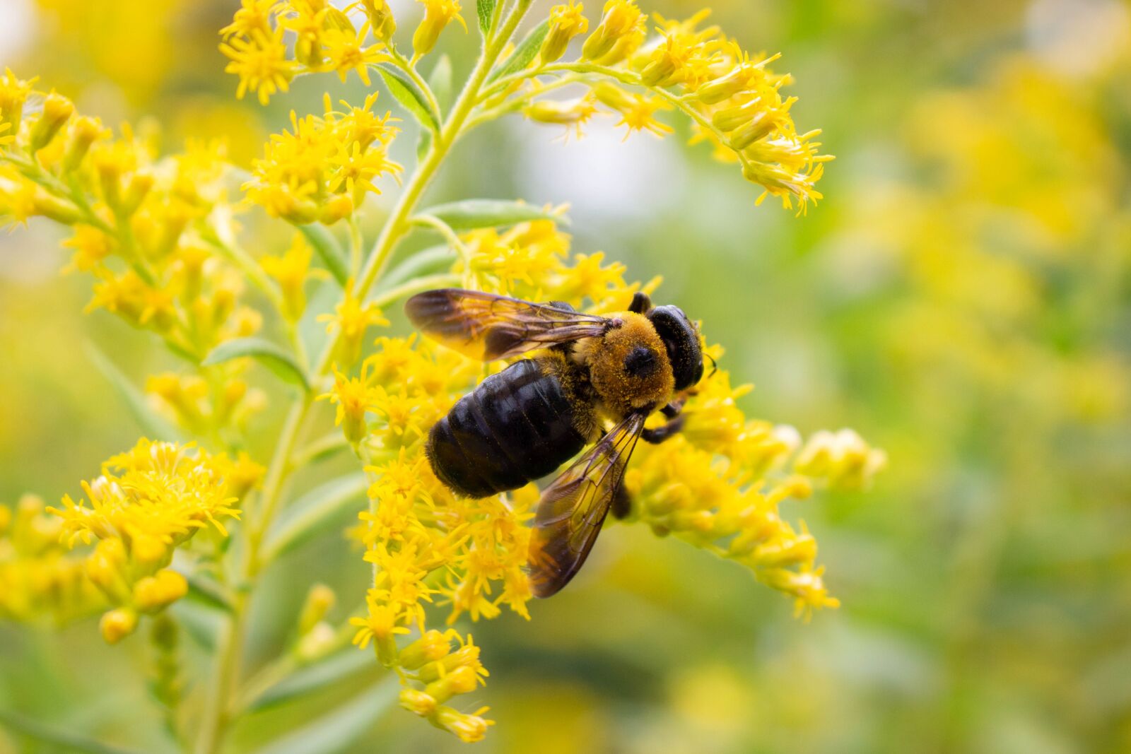 Canon EOS 700D (EOS Rebel T5i / EOS Kiss X7i) sample photo. Bee, flower, insect photography