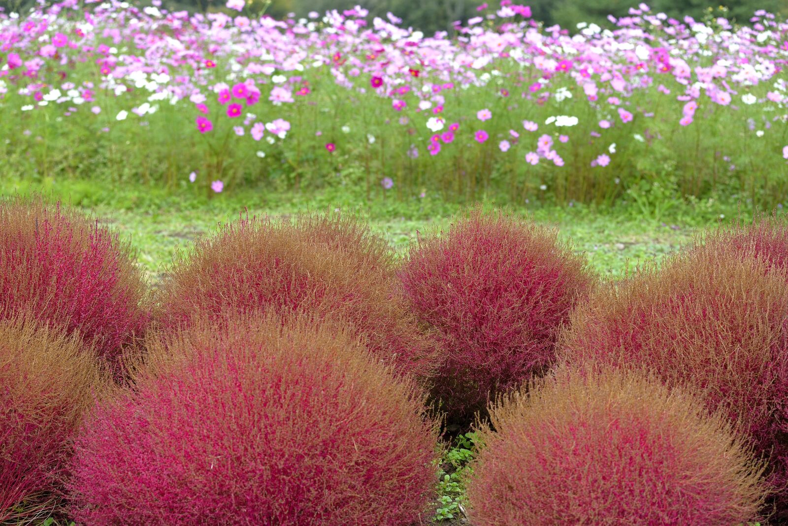 Nikon D610 sample photo. Background, flower, grass photography